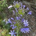 African Lily. Morning Meditation: Those who are able to realise the Truth within their own mind have sown the seed of Buddhahood. Hui Neng