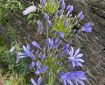 African Lily. Morning Meditation: Those who are able to realise the Truth within their own mind have sown the seed of Buddhahood. Hui Neng
