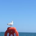 Seagull playing lifeguard in Paignton, Devon. Morning Meditation: May all those drowning in delusion find the peace and safety of the further shore.