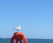 Seagull playing lifeguard in Paignton, Devon. Morning Meditation: May all those drowning in delusion find the peace and safety of the further shore.