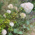 White hydrangea with a faint hint of pink. Morning Meditation: Buddha is not something to be attained but something to be realised in the very fabric of our daily lives.
