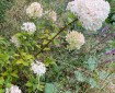 White hydrangea with a faint hint of pink. Morning Meditation: Buddha is not something to be attained but something to be realised in the very fabric of our daily lives.