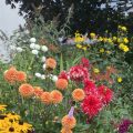 Summer flower bed. Morning Meditation: Now, wellbeing is a beautiful thing; there is no inherent shortcoming in wellbeing. The problem is in our excited reaction to it. Corrado Pensa