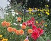 Summer flower bed. Morning Meditation: Now, wellbeing is a beautiful thing; there is no inherent shortcoming in wellbeing. The problem is in our excited reaction to it. Corrado Pensa