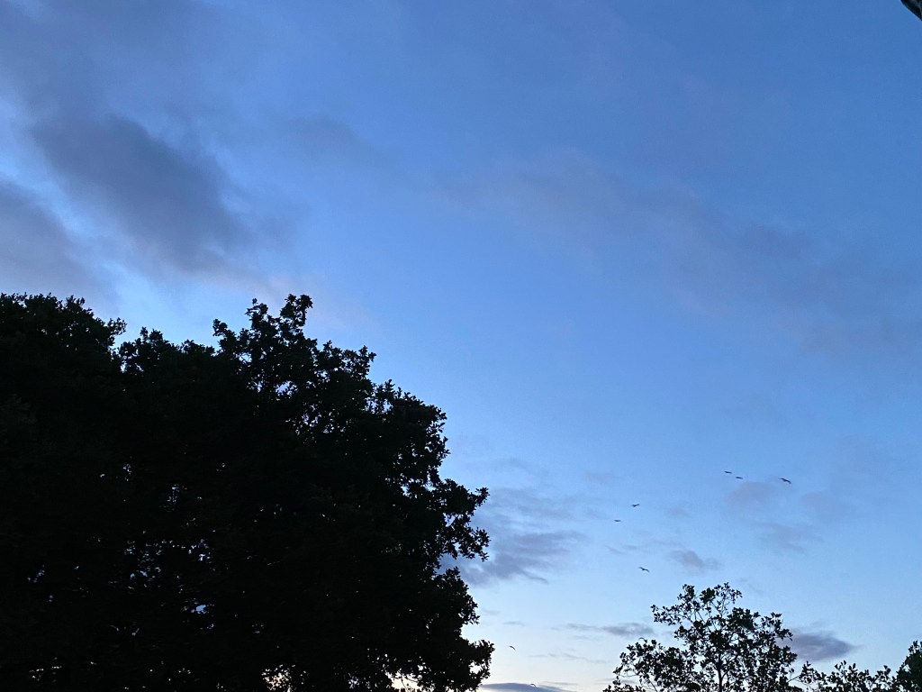 Seagulls flying in an evening sky.