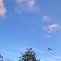 A seagull flying by a tree. Morning Meditation: Before moving in sitting meditation, see if there is discomfort in the mind causing discomfort in the body.