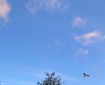 A seagull flying by a tree. Morning Meditation: Before moving in sitting meditation, see if there is discomfort in the mind causing discomfort in the body.