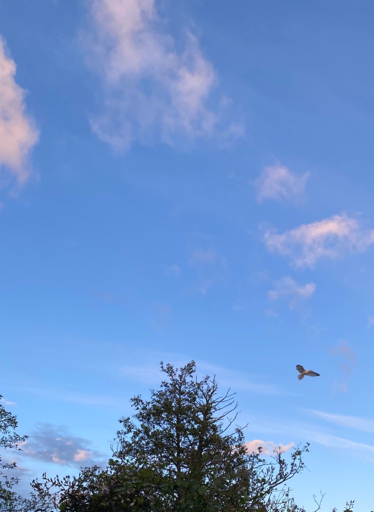 A seagull flying by a tree.