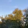 Sunshine on the treetops. Morning Meditation: Where neither water nor yet earth Nor fire nor air gain a foothold, There gleam no stars, no sun sheds light, There shines no moon, yet there no darkness reigns. The Buddha Bahiya Sutta Ud 1.10