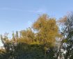 Sunshine on the treetops. Morning Meditation: Where neither water nor yet earth Nor fire nor air gain a foothold, There gleam no stars, no sun sheds light, There shines no moon, yet there no darkness reigns. The Buddha Bahiya Sutta Ud 1.10
