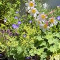 A flowerbed in the sunshine. Morning Meditation: Wanting to get rid of sadness is an expression of the universal aspiration to happiness. Corrado Pensa