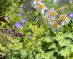 A flowerbed in the sunshine. Morning Meditation: Wanting to get rid of sadness is an expression of the universal aspiration to happiness. Corrado Pensa