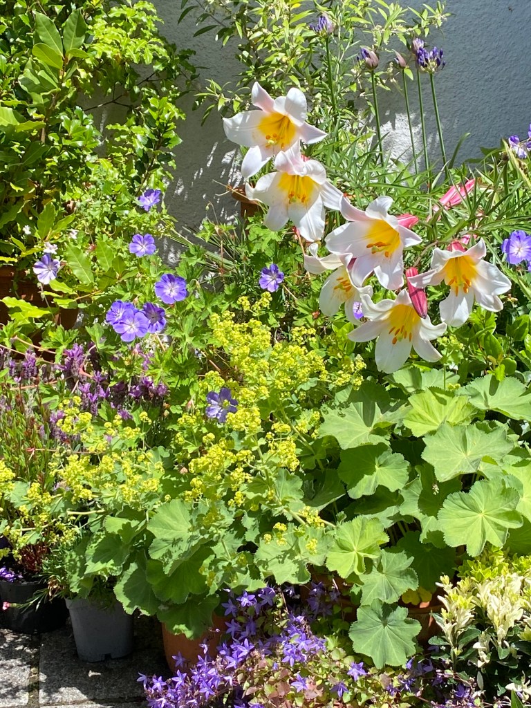 A flowerbed in the sunshine.