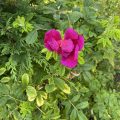 Magenta Rose putting on a show. Morning Meditation: Buddhist ritual's are for overcoming pride and egotism. But clinging to ritual is a hindrance to awakening.