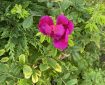 Magenta Rose putting on a show. Morning Meditation: Buddhist ritual's are for overcoming pride and egotism. But clinging to ritual is a hindrance to awakening.