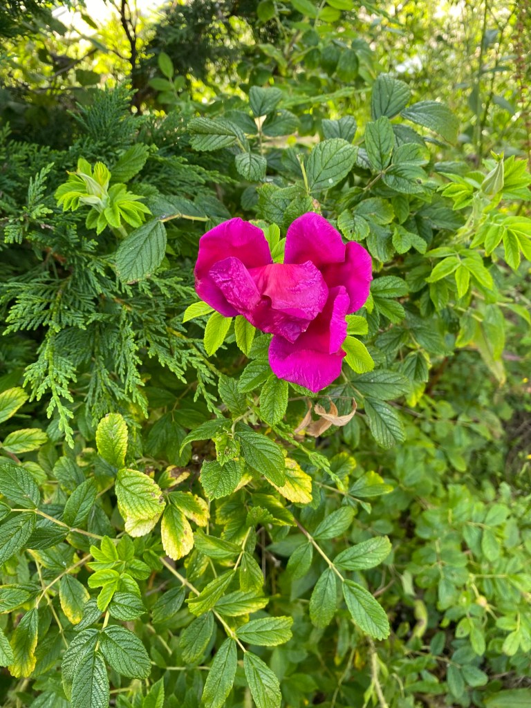 Magenta Rose putting on a show.