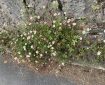 Daisies growing against a stone wall. Morning Meditation: However, if we view these [Buddhist] teachings solely as instructions, we may miss a deeper, more profound insight: these teachings are not just guides towards awakening; they are also expressions of awakening itself.
