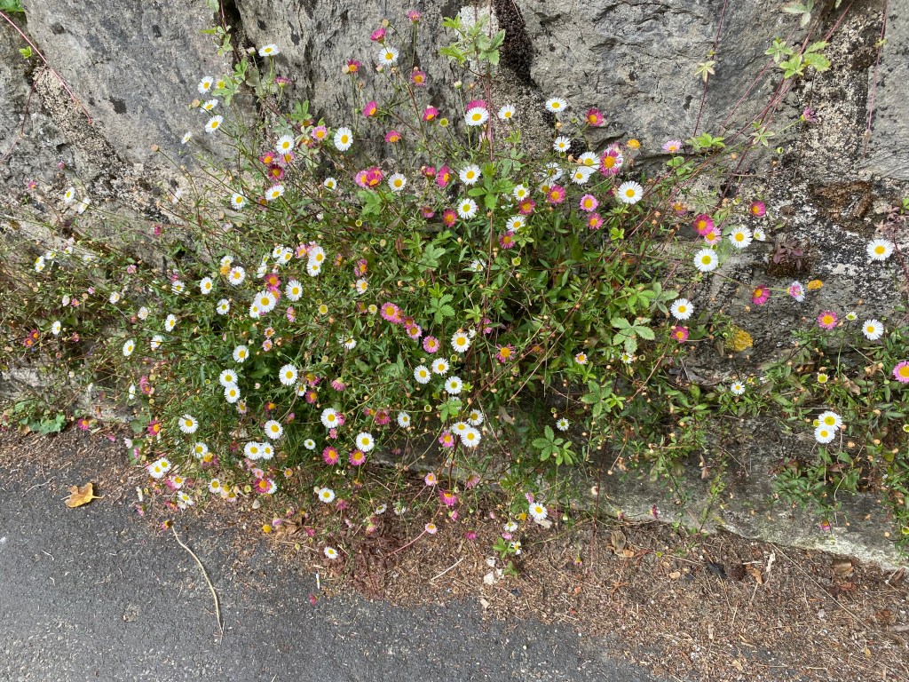 Daisies growing against a stone wall.