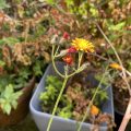 Orange Hawkweed Fox & Cubs. Morning Meditation: Views and opinions are easy to grasp because we can put them into words. Awareness on the other hand is beyond words, beyond grasping.