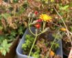 Orange Hawkweed Fox & Cubs. Morning Meditation: Views and opinions are easy to grasp because we can put them into words. Awareness on the other hand is beyond words, beyond grasping.