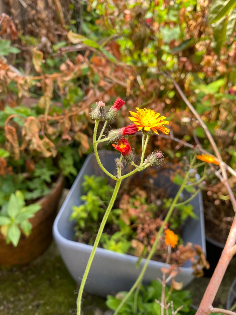 Orange Hawkweed Fox & Cubs.