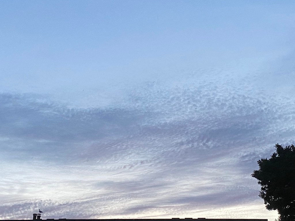 Seagull enjoying a big sky. 