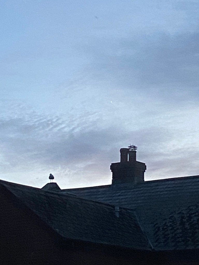 Evening sky with a seagull and Jupiter.