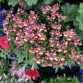 Multicoloured Nemesia on show in Newton Abbot, Devon. Morning Meditation: Mind doesn't appear as a monk or a layman, an elder or a novice, a sage or a fool, a Buddha or a mortal. Bodhidharma