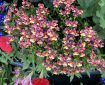 Multicoloured Nemesia on show in Newton Abbot, Devon. Morning Meditation: Mind doesn't appear as a monk or a layman, an elder or a novice, a sage or a fool, a Buddha or a mortal. Bodhidharma