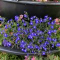 Edging Lobelia on show in Newton Abbot. Morning Meditation: Buddha Nature is like a store of treasure inside the house of a pauper. The owner isn't aware of it, and the treasure cannot speak. Tathagatagarbha Sutra