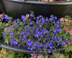 Edging Lobelia on show in Newton Abbot. Morning Meditation: Buddha Nature is like a store of treasure inside the house of a pauper. The owner isn't aware of it, and the treasure cannot speak. Tathagatagarbha Sutra
