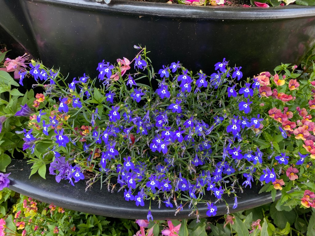 Edging Lobelia on show in Newton Abbot.