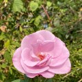 A pink rose. Morning Meditation: Buddha often compared the process of awakening to uncovering a hidden treasure or cleansing a soiled garment. The treasure is already there; the garment is already pure. We need only remove the layers that conceal them.