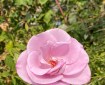A pink rose. Morning Meditation: Buddha often compared the process of awakening to uncovering a hidden treasure or cleansing a soiled garment. The treasure is already there; the garment is already pure. We need only remove the layers that conceal them.