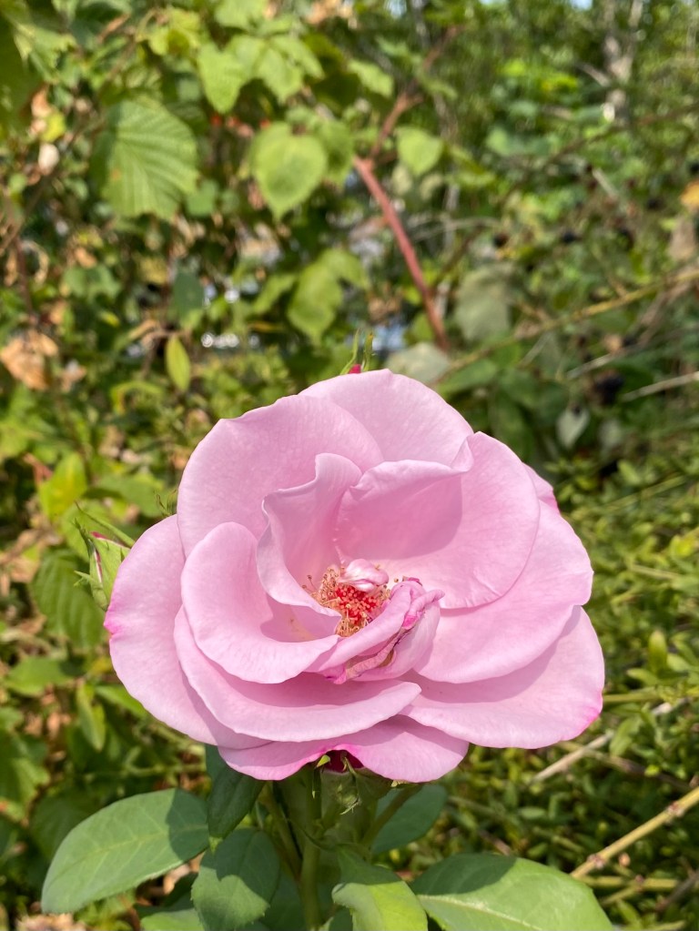 A pink rose.