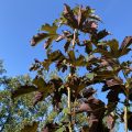 Looking up at some Sycamore leaves. Morning Meditation: Should they come to mind, reflect on how success and failure come and go. Words of my Perfect Teacher