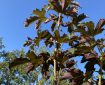 Looking up at some Sycamore leaves. Morning Meditation: Should they come to mind, reflect on how success and failure come and go. Words of my Perfect Teacher