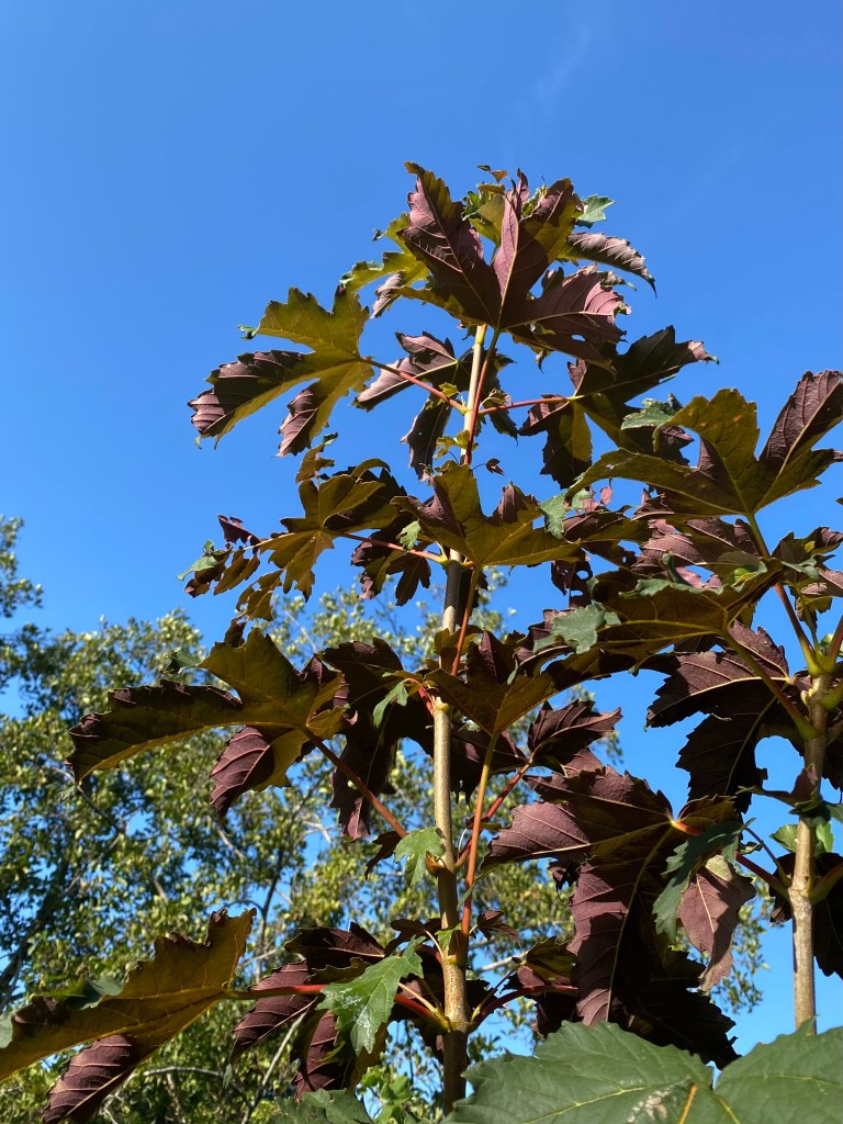 Looking up at some Sycamore leaves.