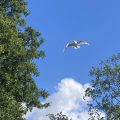 A seagull soaring beneath a bright blue sky between two trees. Morning Meditation: Mind, It's like space. You can't possess it and you can't lose it. Bodhidharma