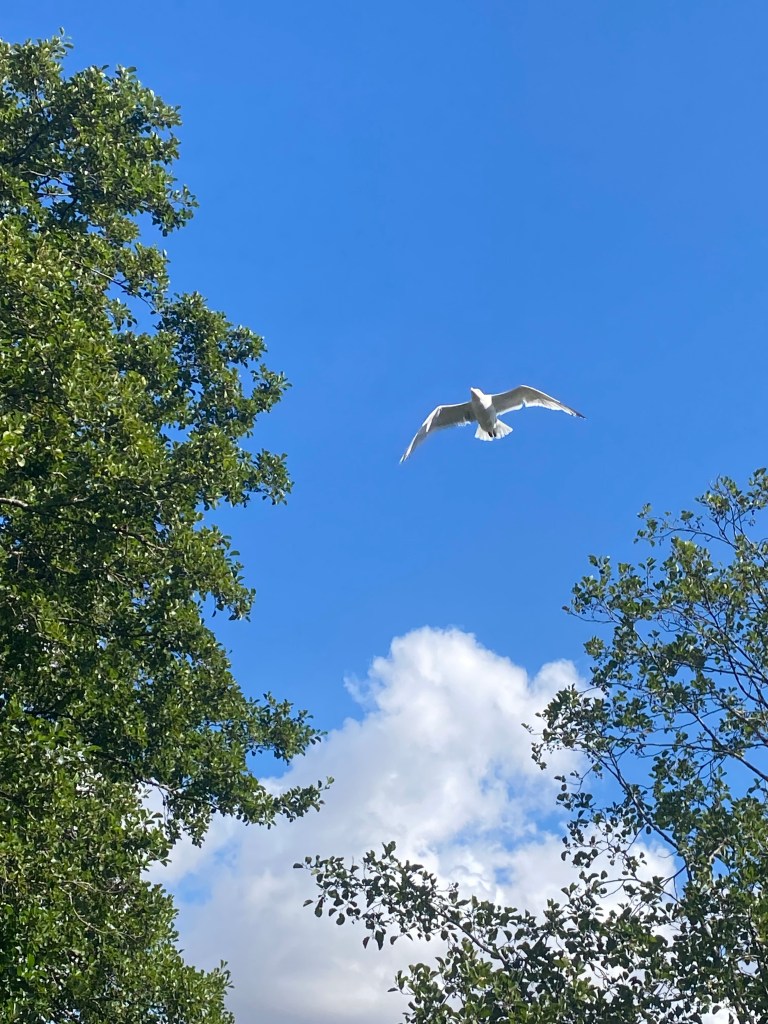 A seagull soaring beneath a bright blue sky between two trees.