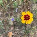 Beauty in the wilderness. Morning Meditation: If I had set out for enlightenment, then I would wish to fully know it. But I do not strive after enlightenment, because enlightenment is just the same thing as this Manjusri, the Crown Prince. Manjusri Perfection of Wisdom in 700 Lines
