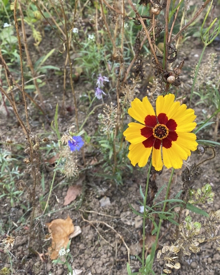 Beauty in the wilderness. 