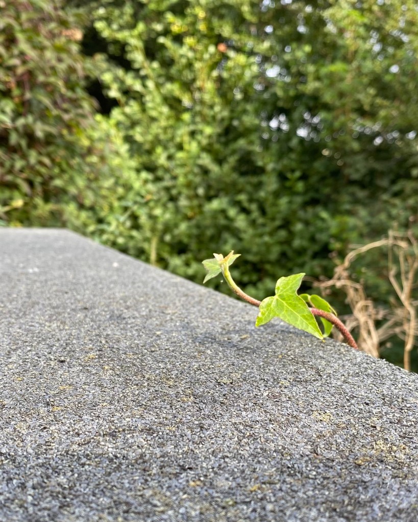 Ivy poking over the top. 