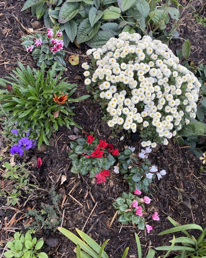 A Colourful Garden Border.

Morning Meditation: Awareness is a natural state; it’s normal. It isn’t a compounded state that depends on other conditions.
Ajahn Sumedho