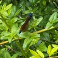 Calopteryx resting in the sun. Morning Meditation: The Buddha placed great emphasis on personal experience and understanding.