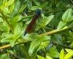 Calopteryx resting in the sun. Morning Meditation: The Buddha placed great emphasis on personal experience and understanding.