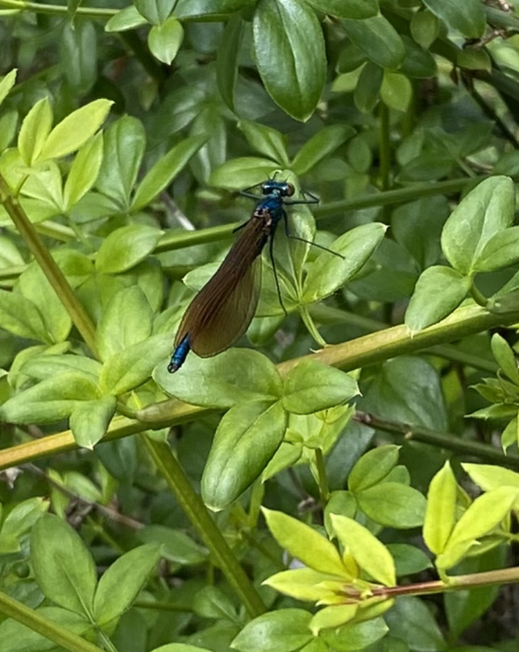 Calopteryx resting in the sun.