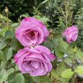 Pink Roses. Morning Meditation: One of the most liberating aspects of Buddhist practice is the acceptance of impermanence. Understanding that all things are in a state of constant change allows us to let go of our rigid attachment to form and identity.