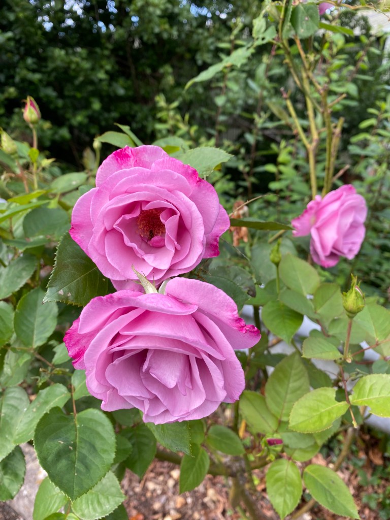 Pink Roses.