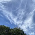 Fancy, feathered cirrus clouds in a blue sky, with a seagull gliding over the treetops. Morning Meditation: Being a Buddhist is not something special just be yourself, totally yourself. Zen Graffiti
